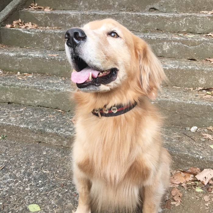 ハンター犬 ジャーマンペット