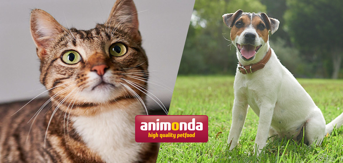 アニモンダ公式サイト 犬 猫を飼うための基礎知識 のご案内 9月21日最新記事up ジャーマンペット アニモンダ公式サイト 犬 猫を飼うための基礎知識 のご案内 9月21日最新記事up ジャーマンペット