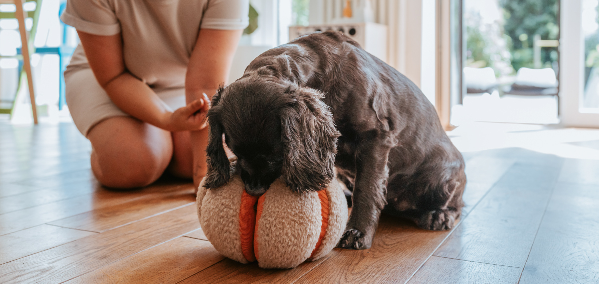 愛犬との夏のおうち時間を楽しむヴェニスのプレゼント企画