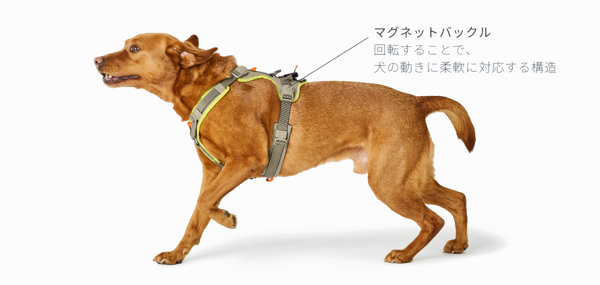 犬の動きに追従するマグネットバックル