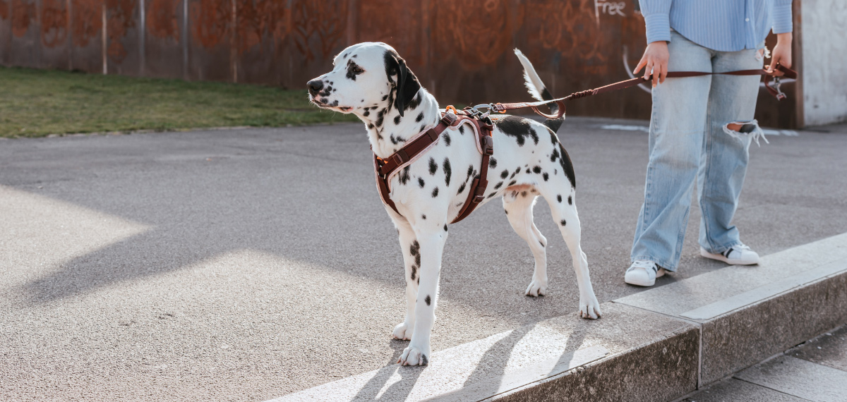 エルゴムーブ プロを着用して散歩する犬