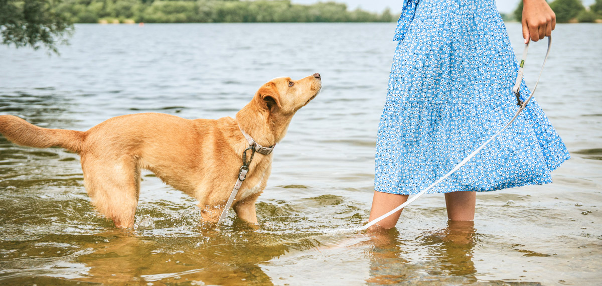 ハバナの首輪とリードを着けて水辺を歩く犬と女性