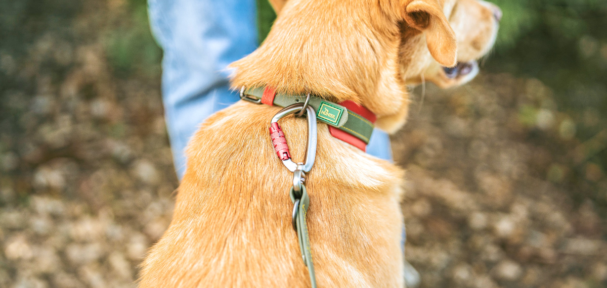 ハバナの首輪を着けて散歩する犬