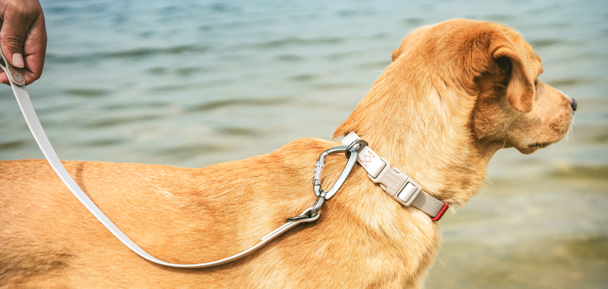 グレージュのハバナ首輪とリードでコーディネートした犬