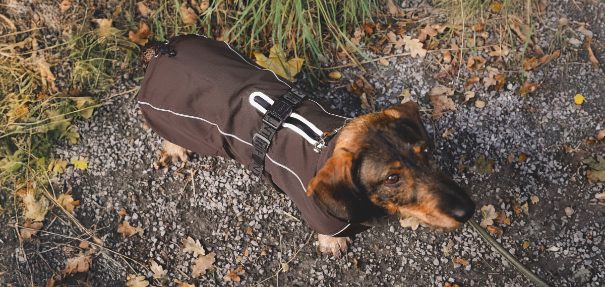 ブラウンのノールドビーを着用し背面の開口部からハーネスにリードを接続した犬